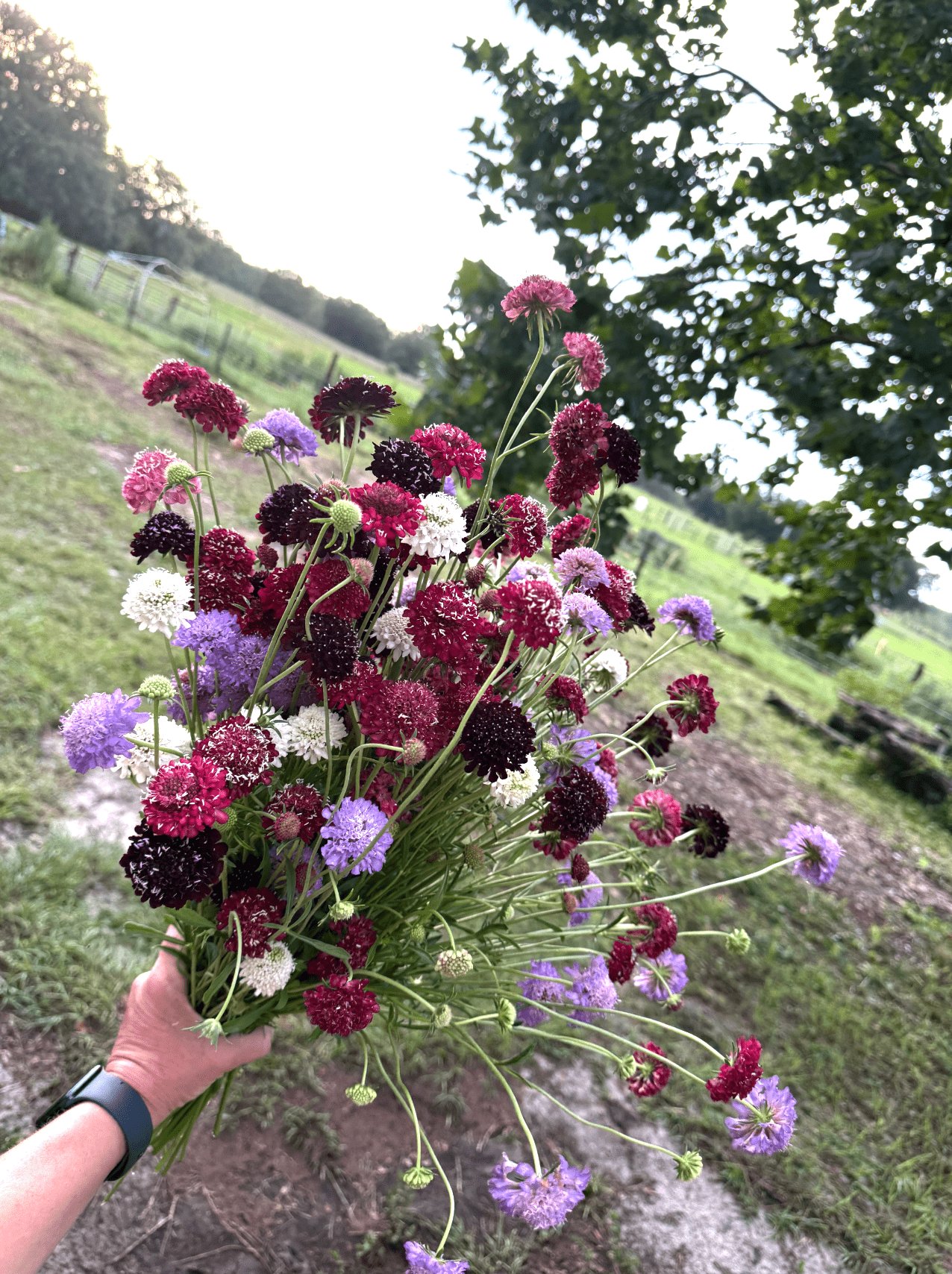 Zenn Naturals Farm | Groveland, FL